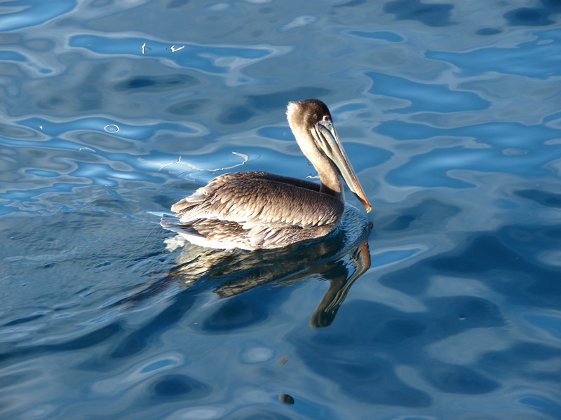 Pelican