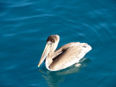 Pelican