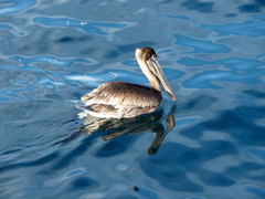 Pelican