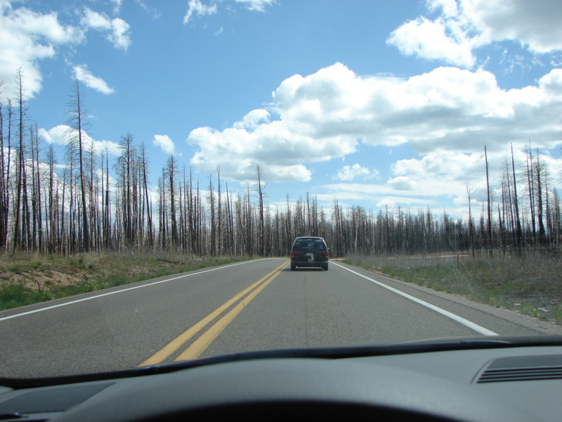 Kaibab National Forest
