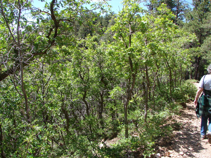 Grand Canyon - North Rim