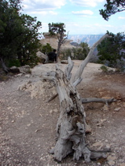 Grand Canyon - North Rim