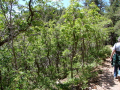 Grand Canyon - North Rim