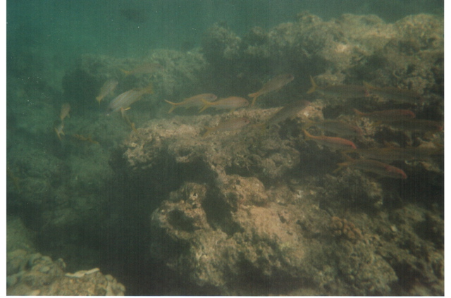 Hanauma Bay