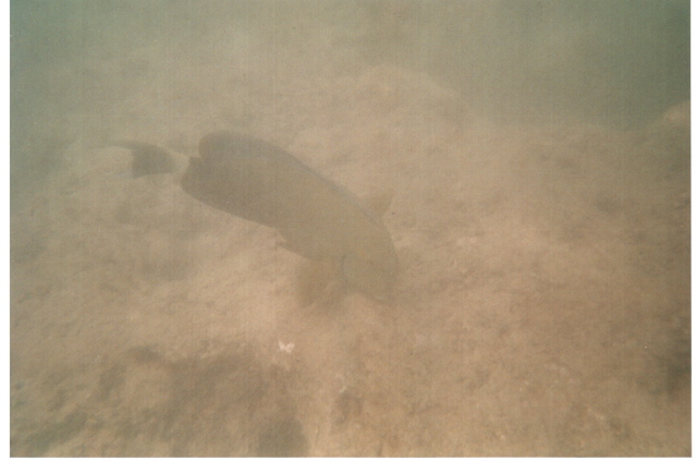 Hanauma Bay