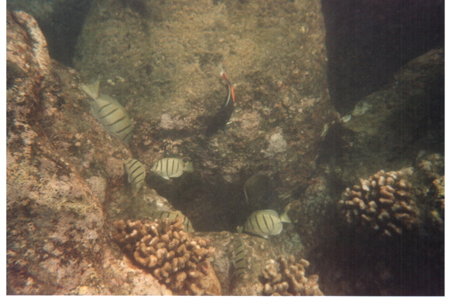 Hanauma Bay