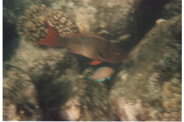 Hanauma Bay