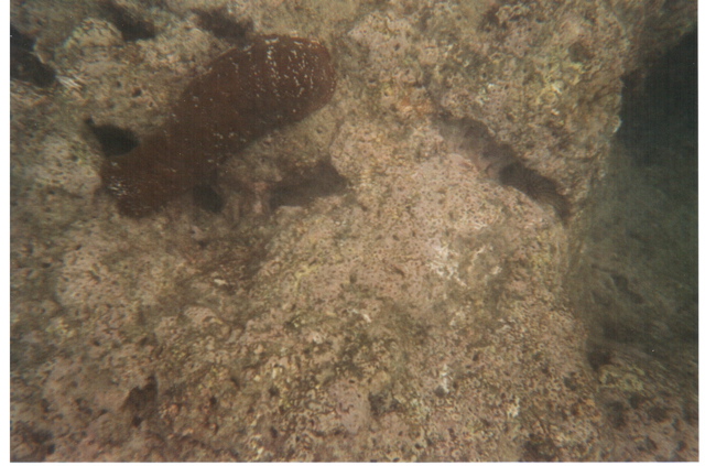 Hanauma Bay
