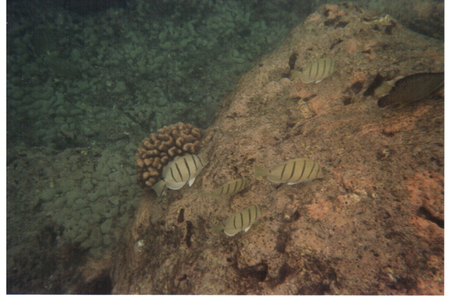 Hanauma Bay