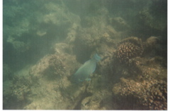 Hanauma Bay