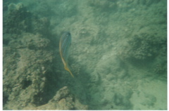 Hanauma Bay