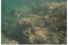 Hanauma Bay