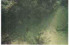 Hanauma Bay