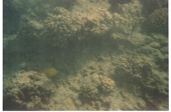 Hanauma Bay