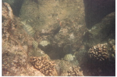 Hanauma Bay