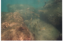 Hanauma Bay