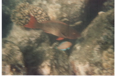 Hanauma Bay