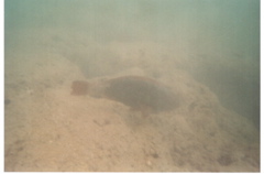 Hanauma Bay