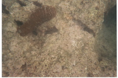 Hanauma Bay