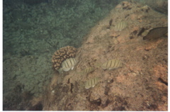 Hanauma Bay