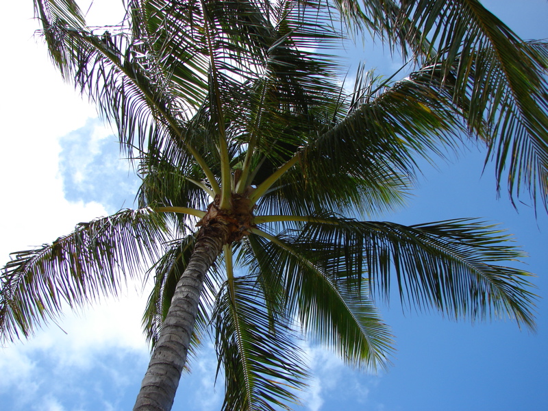 Ala Moana Park
