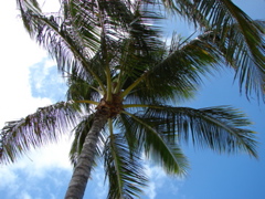 Ala Moana Park