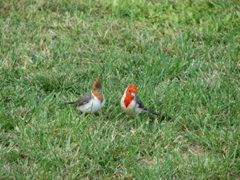 DSC00511.JPG