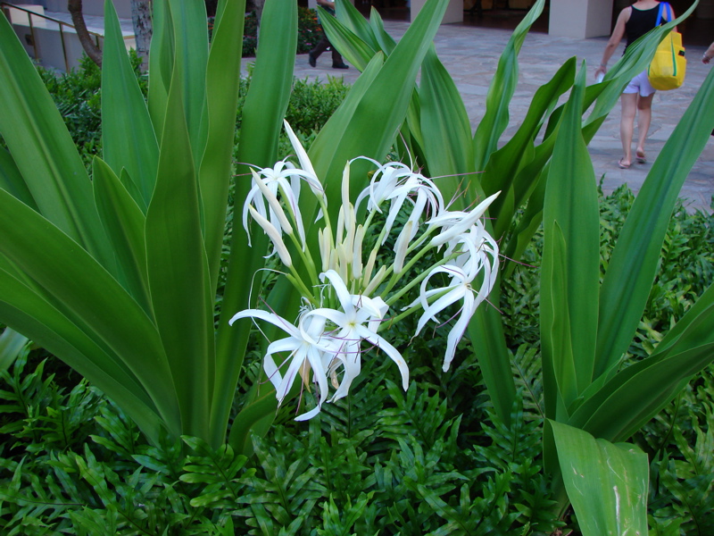 DSC00486.JPG