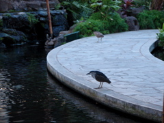 DSC00420.JPG