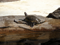 DSC00477.JPG