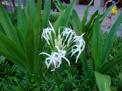 DSC00486.JPG
