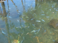 DSC00496.JPG