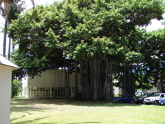 Iolani Palace