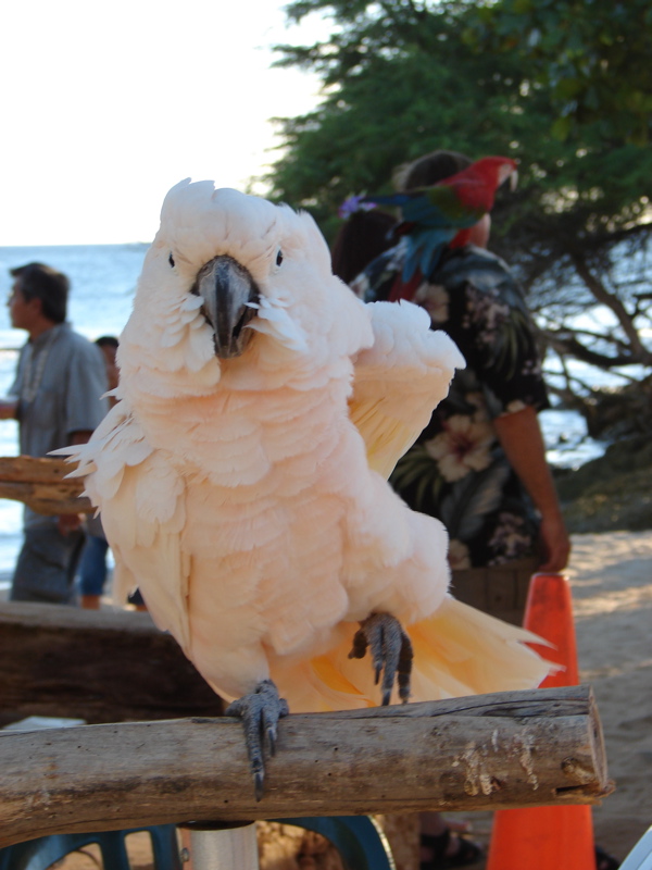 Paradise Cove Luau