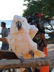 Paradise Cove Luau