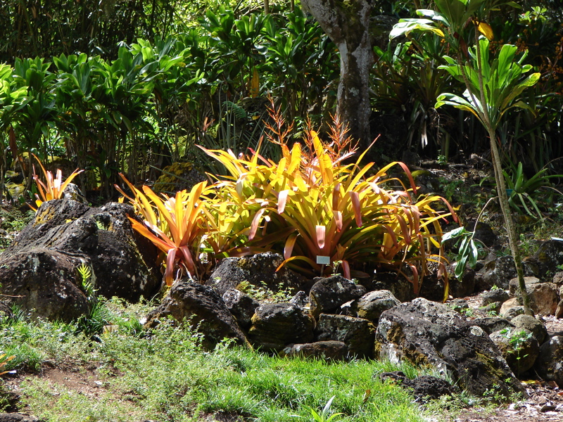 Waimea Valley Audubon Center