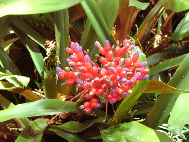 Waimea Valley Audubon Center