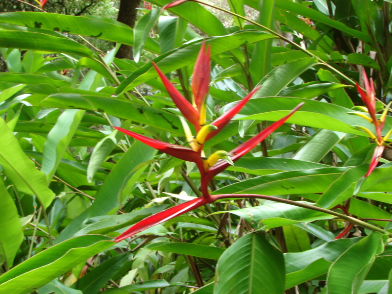Waimea Valley Audubon Center