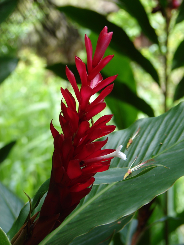 Waimea Valley Audubon Center