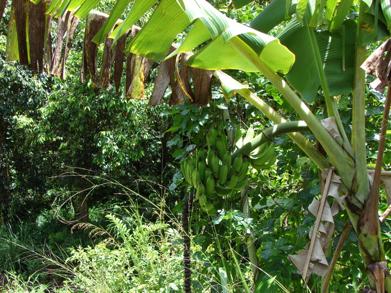 Waimea Valley Audubon Center