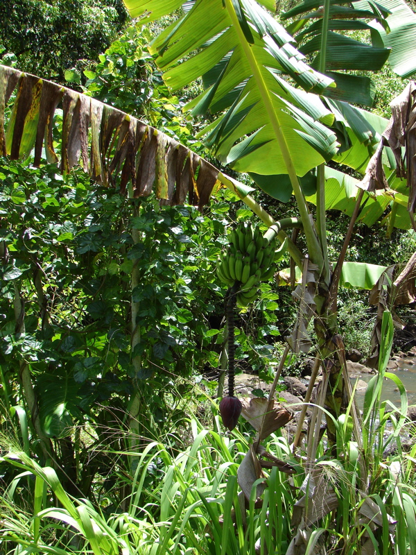 Waimea Valley Audubon Center