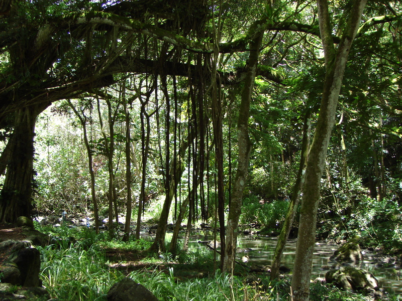Waimea Valley Audubon Center
