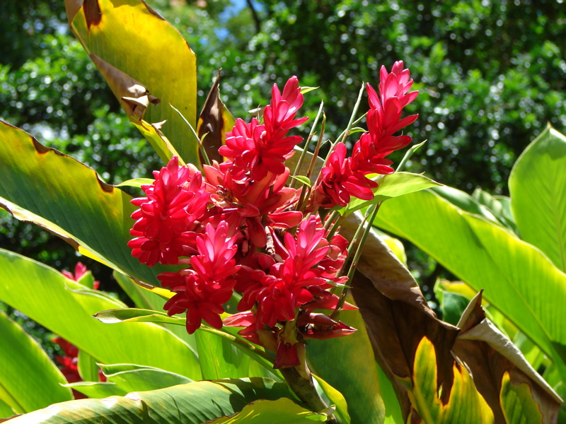 Waimea Valley Audubon Center