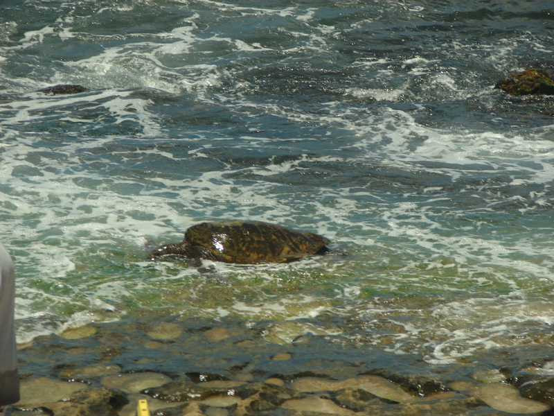 Sea Turtle