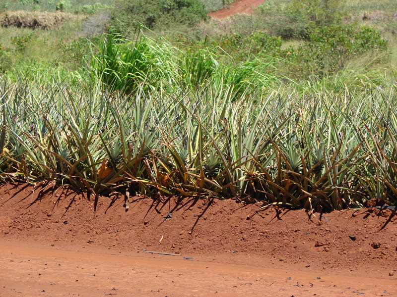 Dole Pineapple Plantation