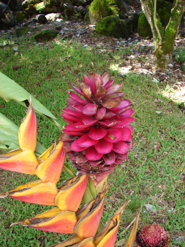 Waimea Valley Audubon Center
