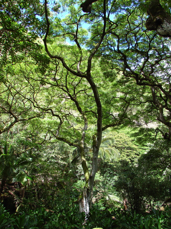 Waimea Valley Audubon Center