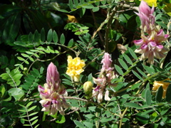 Waimea Valley Audubon Center