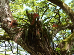 Waimea Valley Audubon Center