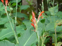 Waimea Valley Audubon Center